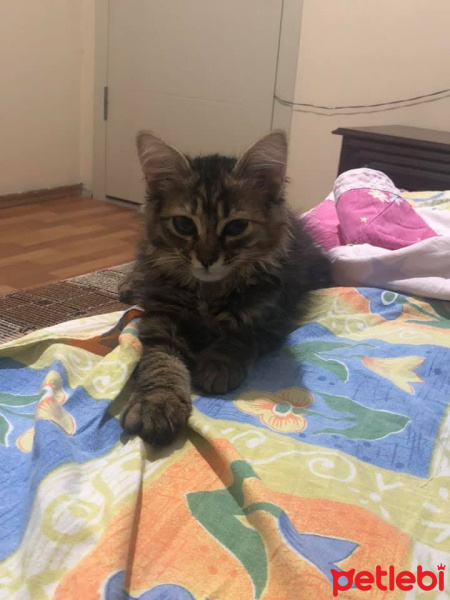 Tekir Kedi, Kedi  tekir fotoğrafı