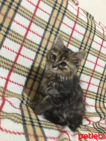 Tekir Kedi, Kedi  tekir fotoğrafı