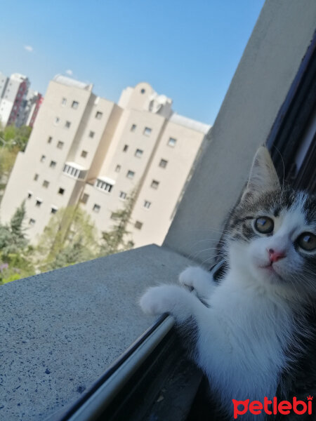 Tekir Kedi, Kedi  Alexia fotoğrafı