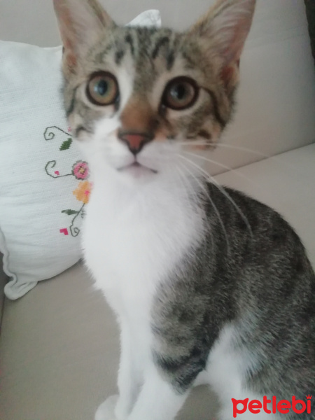 Tekir Kedi, Kedi  Sebastian fotoğrafı