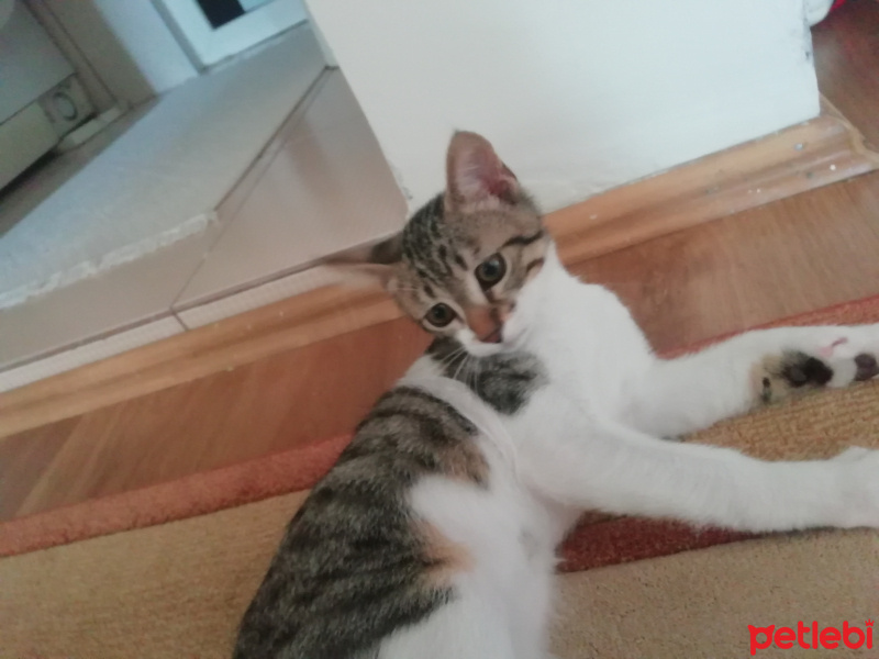 Tekir Kedi, Kedi  Sebastian fotoğrafı