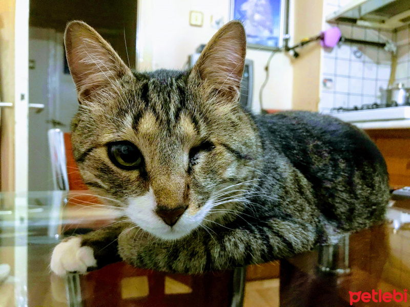 Tekir Kedi, Kedi  Happy fotoğrafı