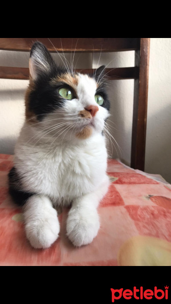 Tekir Kedi, Kedi  Mia fotoğrafı