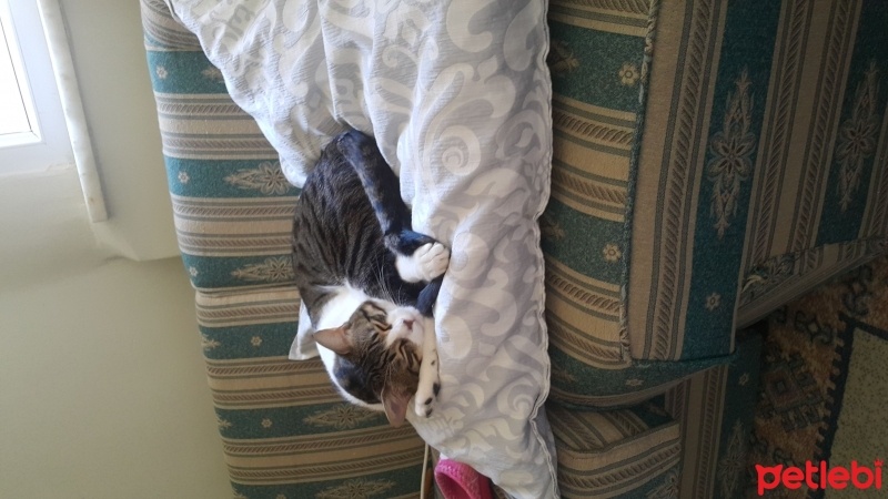 Tekir Kedi, Kedi  çiko fotoğrafı