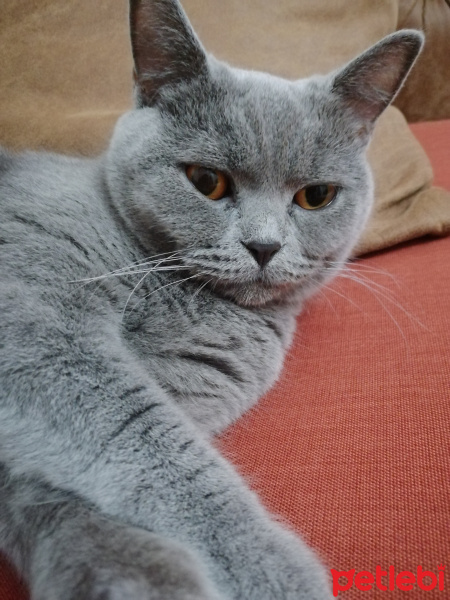 British Shorthair, Kedi  YASABRITISH fotoğrafı