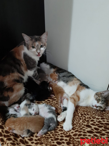 Tekir Kedi, Kedi  Yavrular fotoğrafı