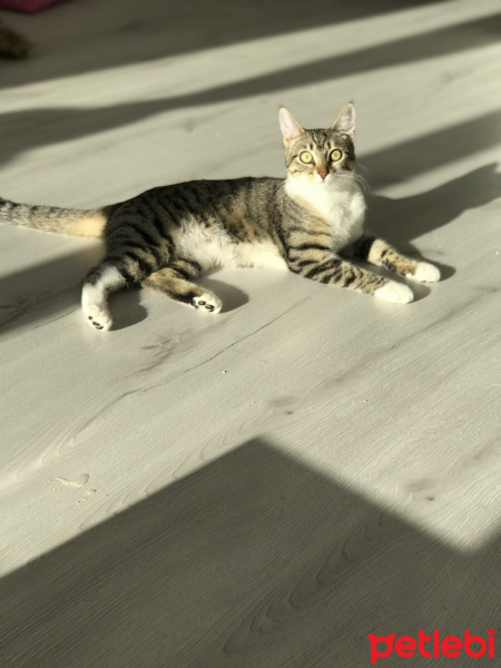 Tekir Kedi, Kedi  Şila fotoğrafı