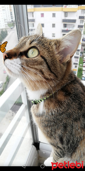 Tekir Kedi, Kedi  Müezza fotoğrafı