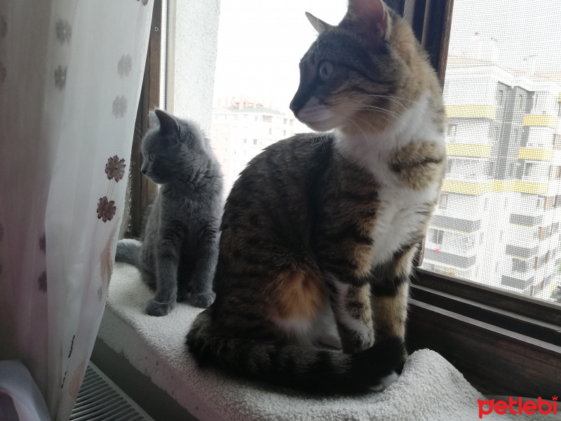 Tekir Kedi, Kedi  Müezza fotoğrafı