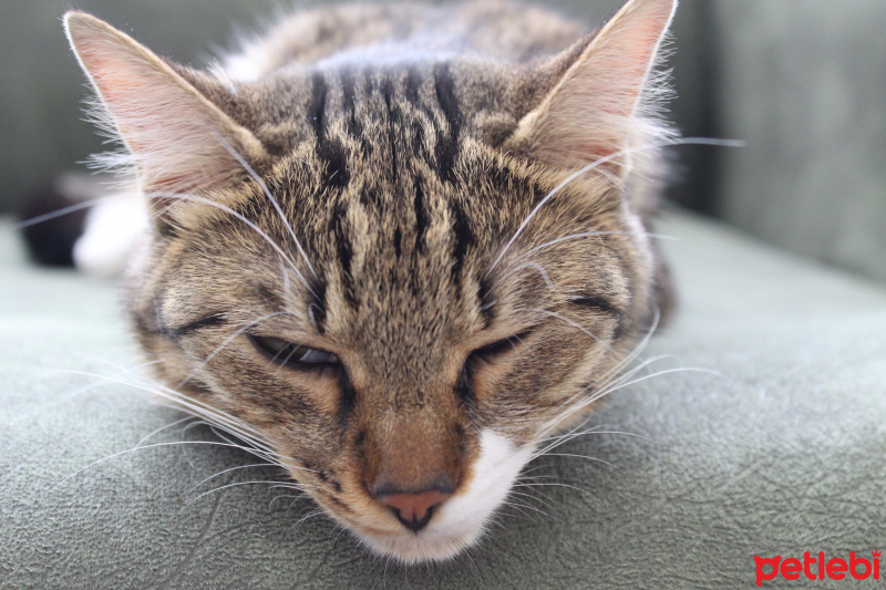 Tekir Kedi, Kedi  Müezza fotoğrafı