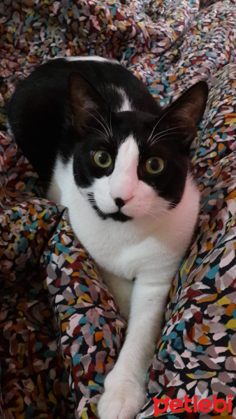 Tekir Kedi, Kedi  Tospik fotoğrafı