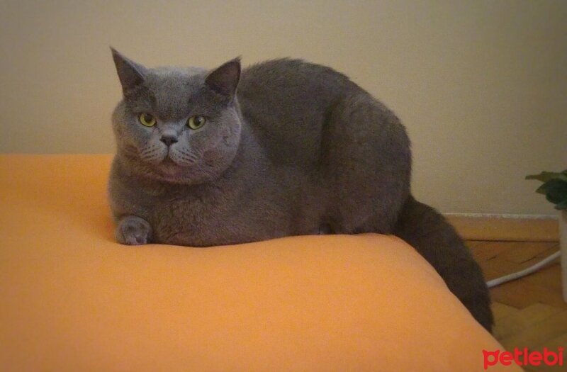 British Shorthair, Kedi  Wallace fotoğrafı