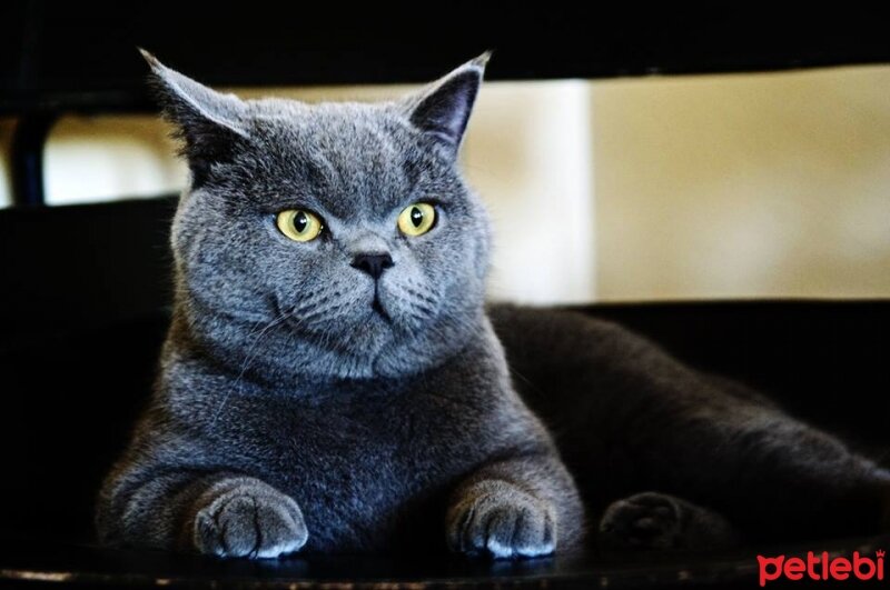 British Shorthair, Kedi  Wallace fotoğrafı