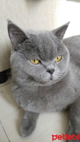 British Shorthair, Kedi  Wallace fotoğrafı