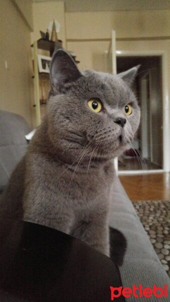 British Shorthair, Kedi  Wallace fotoğrafı