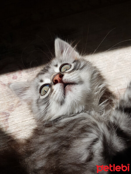 Maine Coon, Kedi  Zeytin fotoğrafı