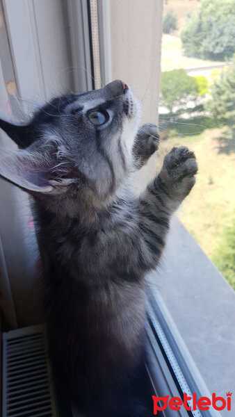 Maine Coon, Kedi  Zeytin fotoğrafı