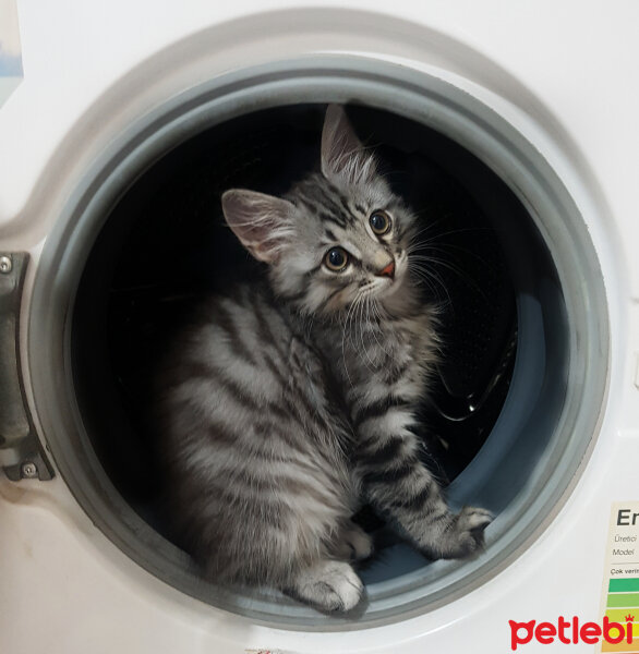 Maine Coon, Kedi  Zeytin fotoğrafı