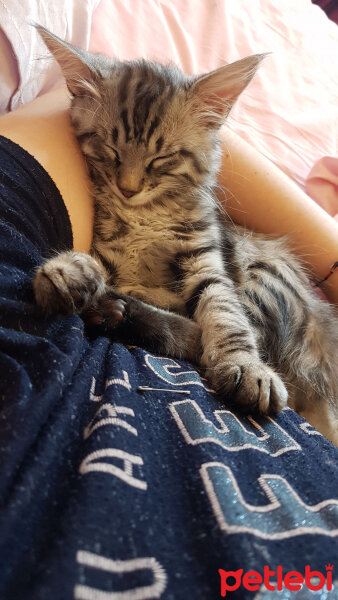 Maine Coon, Kedi  Zeytin fotoğrafı