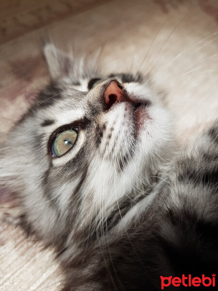 Maine Coon, Kedi  Zeytin fotoğrafı