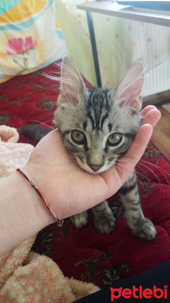 Maine Coon, Kedi  Zeytin fotoğrafı