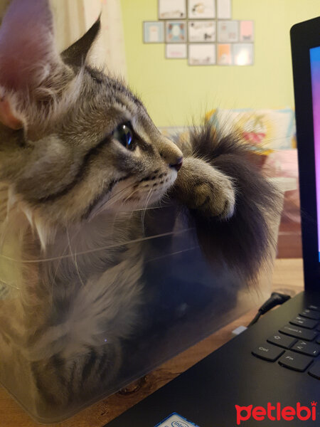 Maine Coon, Kedi  Zeytin fotoğrafı