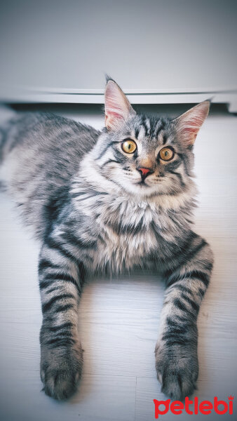 Maine Coon, Kedi  Zeytin fotoğrafı