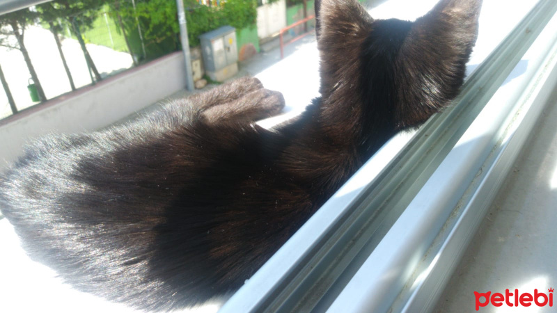 Bombay, Kedi  Lulu fotoğrafı