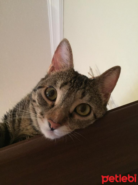 Tekir Kedi, Kedi  Balım fotoğrafı