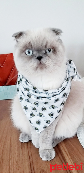 Scottish Fold, Kedi  Bulut fotoğrafı