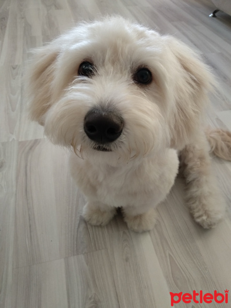 Maltese, Köpek  Albay fotoğrafı