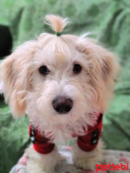 Maltese, Köpek  Albay fotoğrafı