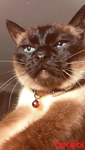 Siyam Kedisi, Kedi  Naz fotoğrafı