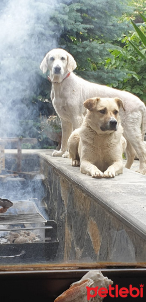 Golden Retriever, Köpek  Badem & tarçın fotoğrafı