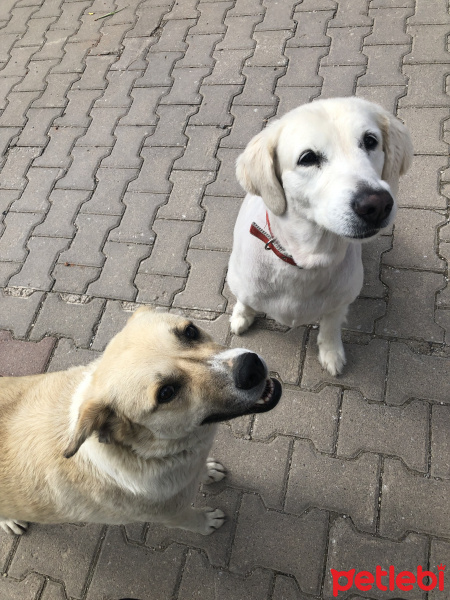 Golden Retriever, Köpek  Badem & tarçın fotoğrafı