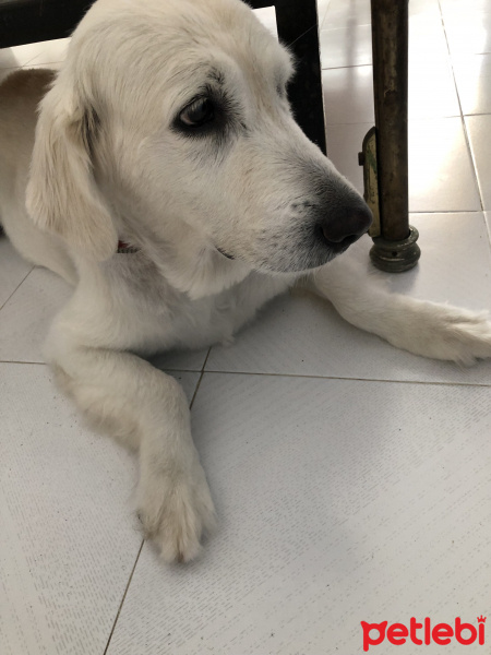 Golden Retriever, Köpek  Badem & tarçın fotoğrafı