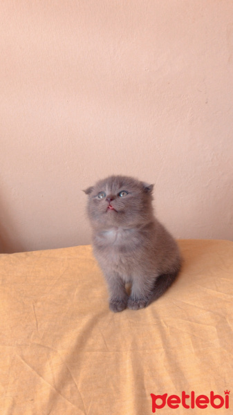 American Shorthair, Kedi  Melon fotoğrafı
