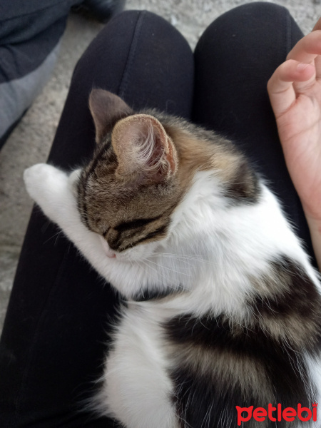 Tekir Kedi, Kedi  Thony fotoğrafı