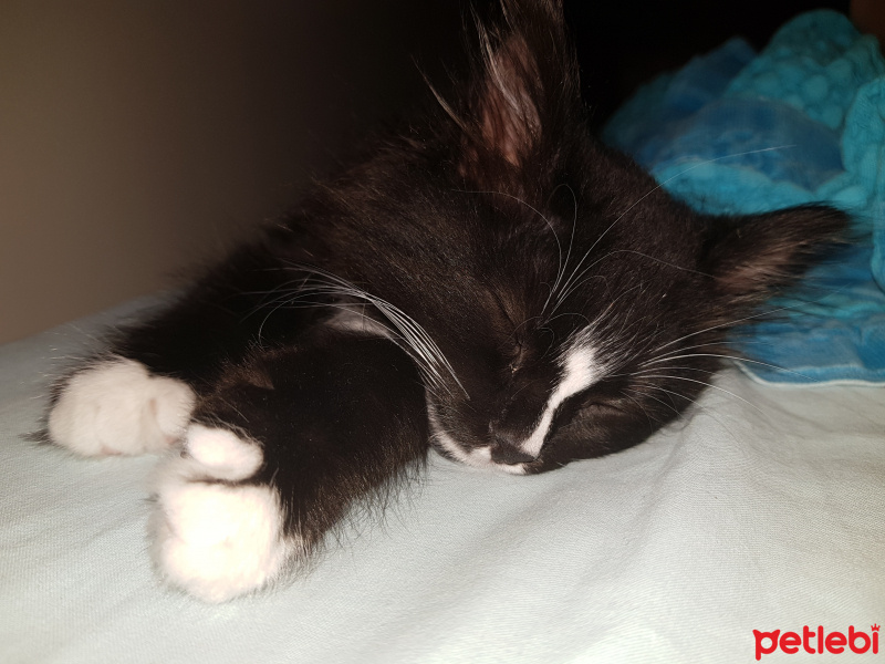 Tuxedo (Smokin) Kedi, Kedi  Şans fotoğrafı