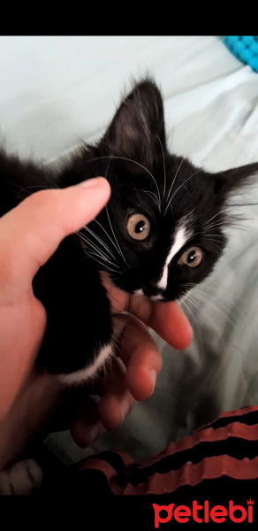 Tuxedo (Smokin) Kedi, Kedi  Şans fotoğrafı