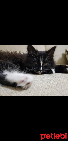 Tuxedo (Smokin) Kedi, Kedi  Şans fotoğrafı
