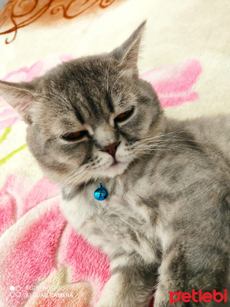 British Shorthair, Kedi  duman fotoğrafı