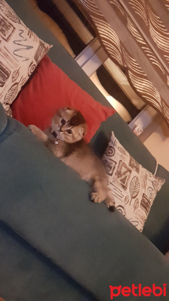 Scottish Fold, Kedi  arya fotoğrafı