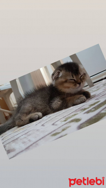 Scottish Fold, Kedi  arya fotoğrafı