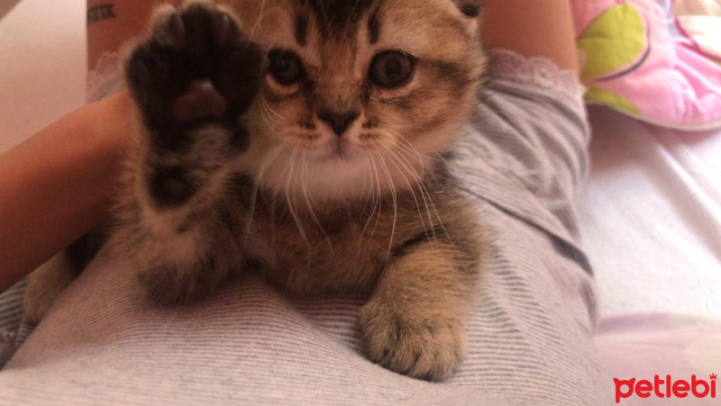 Scottish Fold, Kedi  arya fotoğrafı