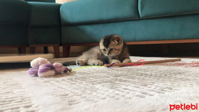 Scottish Fold, Kedi  arya fotoğrafı