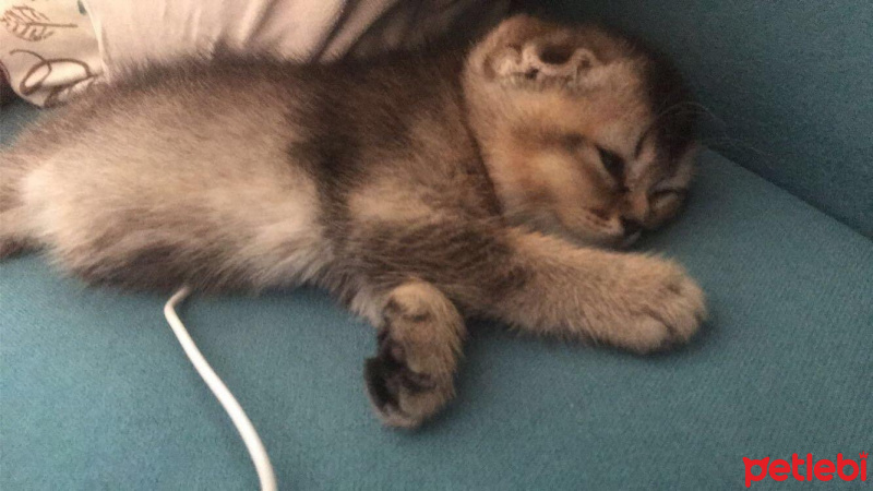 Scottish Fold, Kedi  arya fotoğrafı