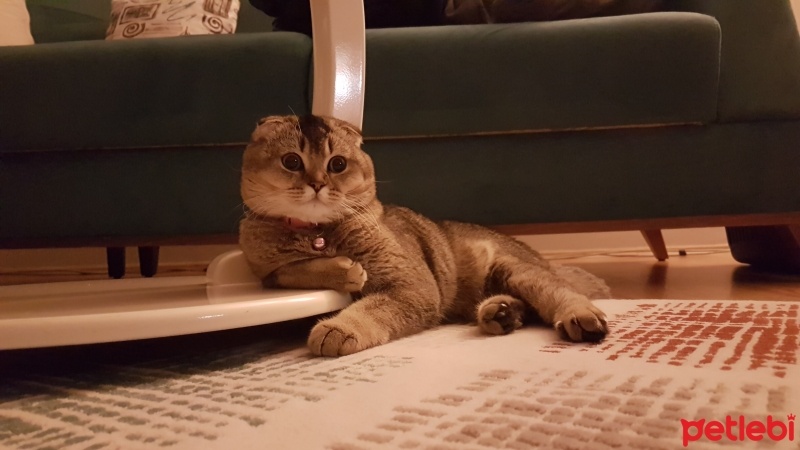 Scottish Fold, Kedi  arya fotoğrafı