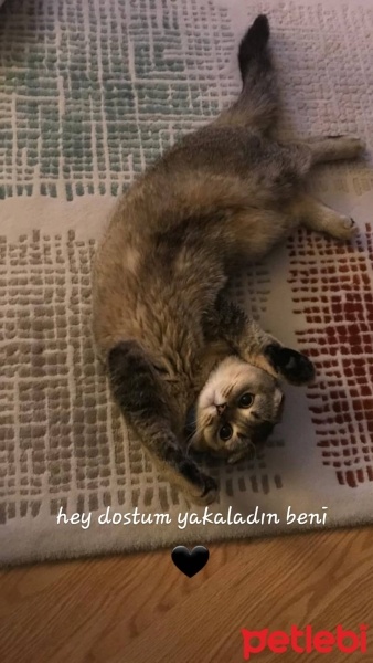 Scottish Fold, Kedi  arya fotoğrafı