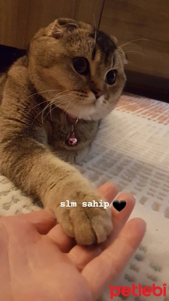 Scottish Fold, Kedi  arya fotoğrafı